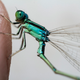 Image for article titled 75 Close-Ups Of Bugs